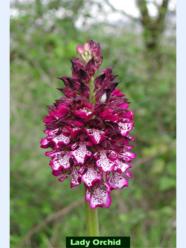photo of lady orchid