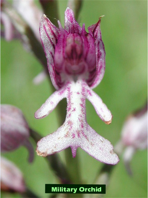 Orchis Militaire gros plan